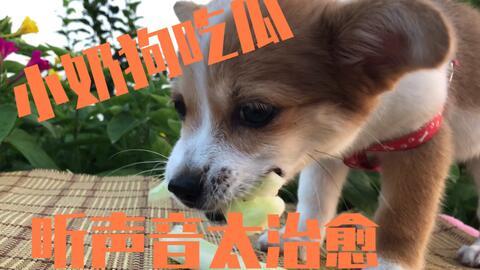 娱乐圈吃瓜小狗是谁,揭秘神秘网友背后的真实身份