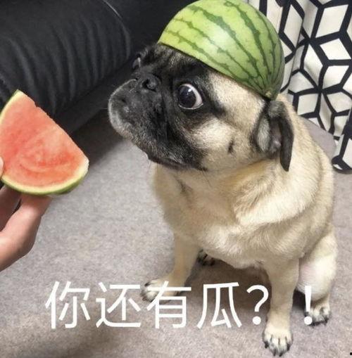 吃瓜表情包的意思,揭秘网络表情包背后的社会现象